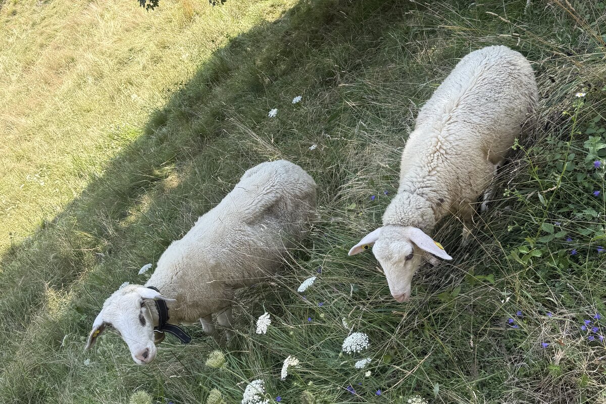 Sheep grazing on a Swiss hillside